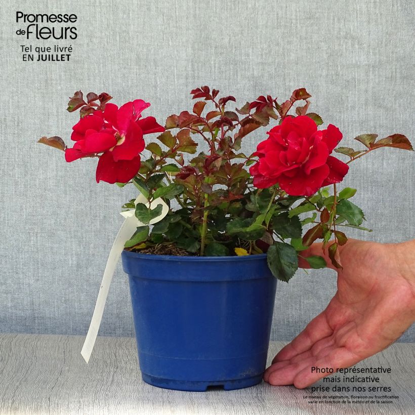Rosa Vesuvia - groundcover shrub rose 2L/3L pot sample as delivered in summer