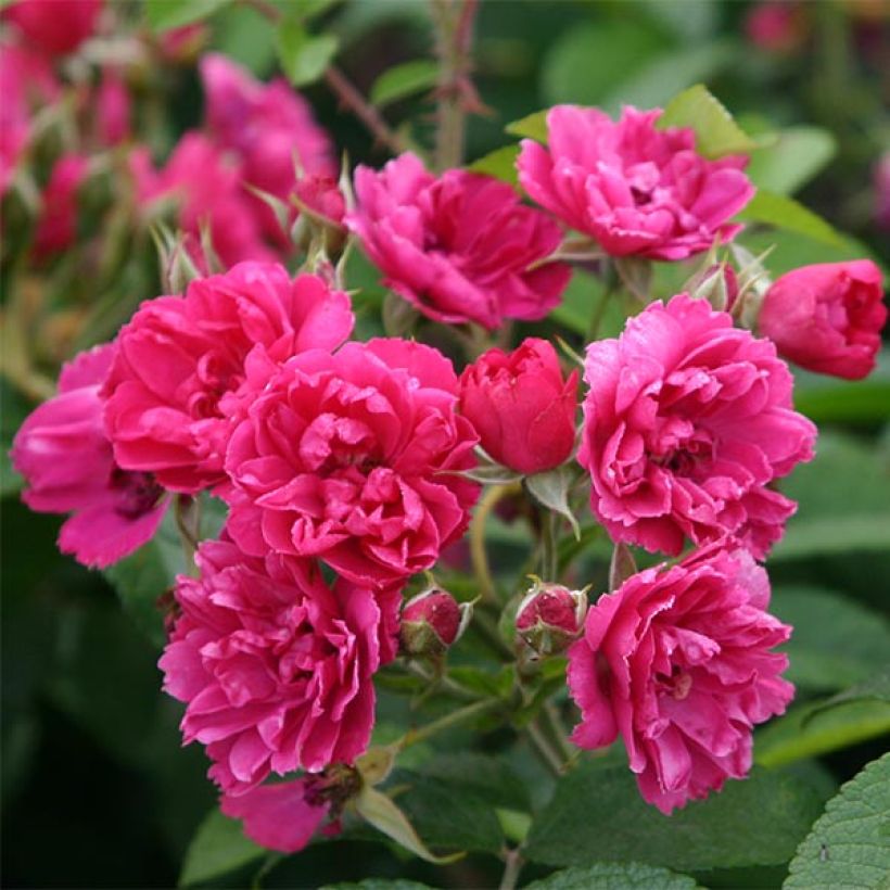 Rosa rugosa F.J. Grootendorst (Flowering)