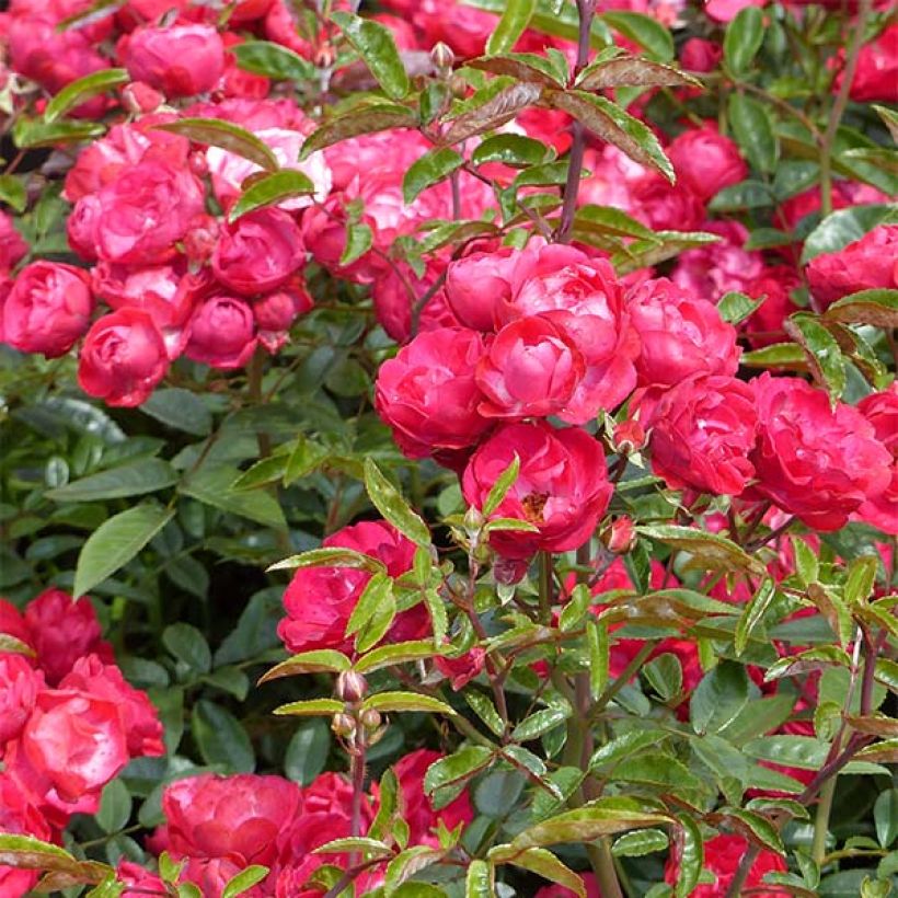 Rosa x polyantha KOSTER 'Fête des Mères' - Miniature Rose  (Flowering)