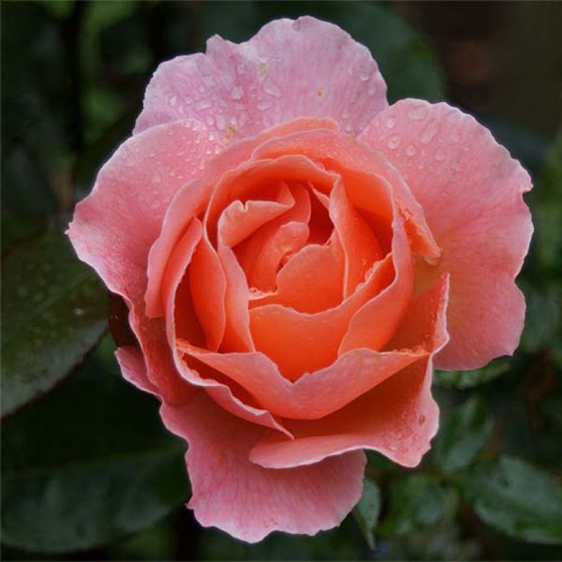 Rosa x floribunda Fragrant Delight (Flowering)