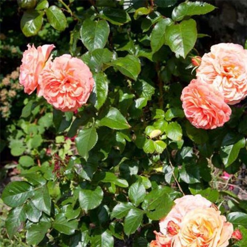 Rosa x floribunda 'François Mauriac' - Shrub Rose (Foliage)