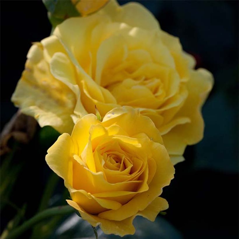 Rosa x floribunda 'Friesia' - Shrub Rose (Flowering)