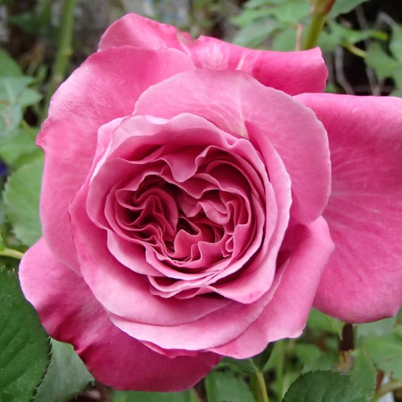 Rosa Generosa 'Agnès Schilliger' - Shrub Rose (Flowering)