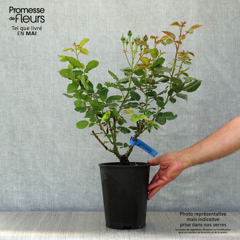 Rosa Generosa Bicentenaire de Guillot  4L/5L pot sample as delivered in spring