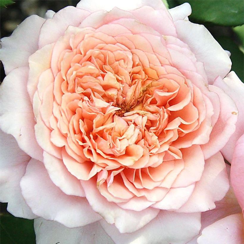 Rosa Generosa - 'Festival des Jardins de Chaumont' - Shrub Rose (Flowering)