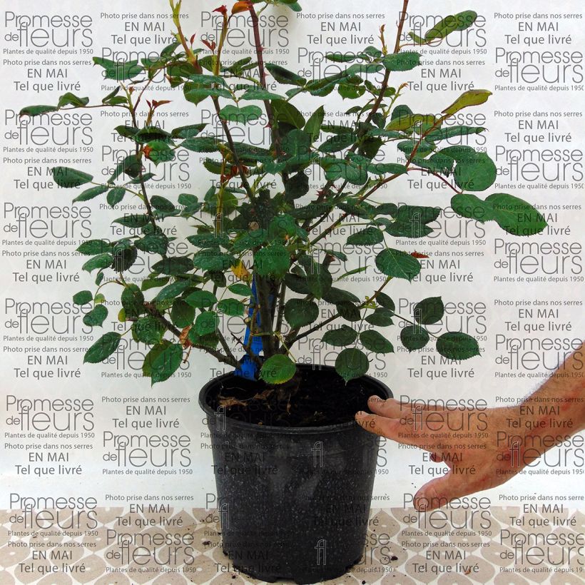 Example of Rosa Generosa - 'Festival des Jardins de Chaumont' - Shrub Rose specimen as delivered