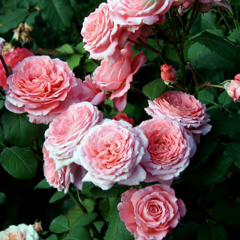 Rosa Generosa - 'Institut Lumière'  (Flowering)