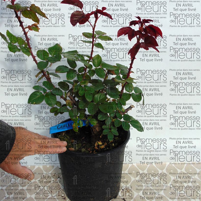 Example of Rosa Generosa 'L'Ami des Jardins' - Shrub Rose specimen as delivered