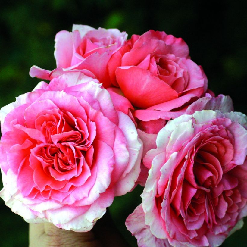 Rosa Generosa - 'Laurent Cabrol' - Shrub Rose (Flowering)