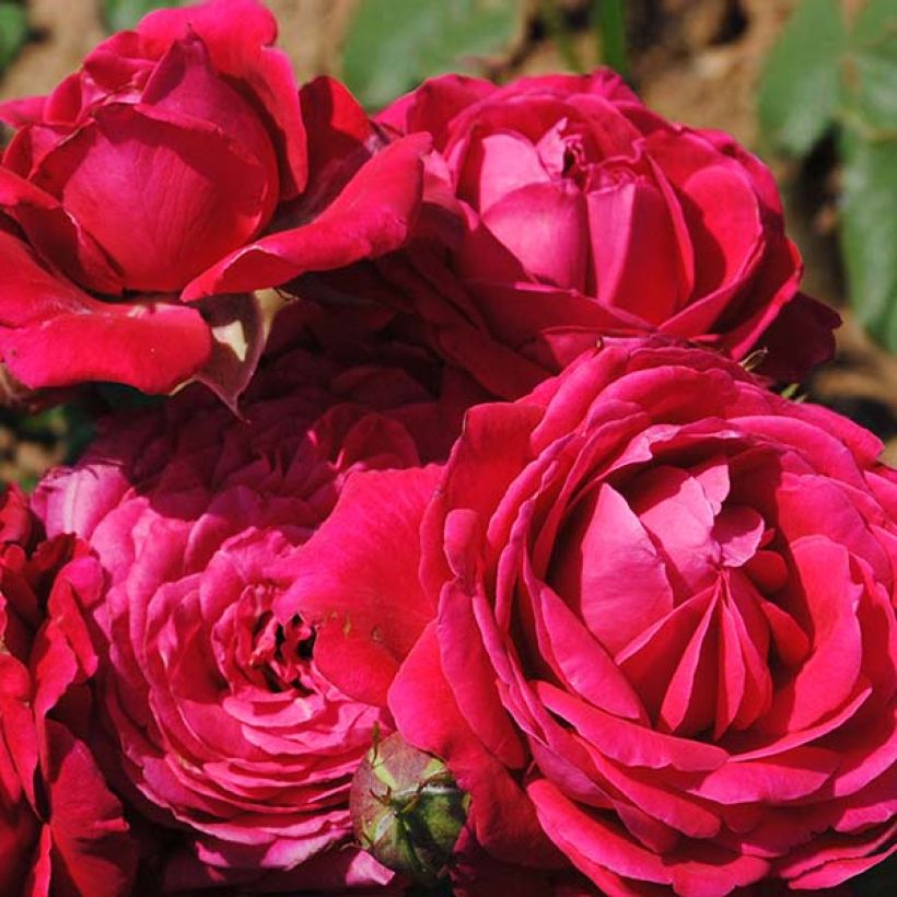 Rosa Generosa 'Michel Jonasz' Shrub Rose (Flowering)