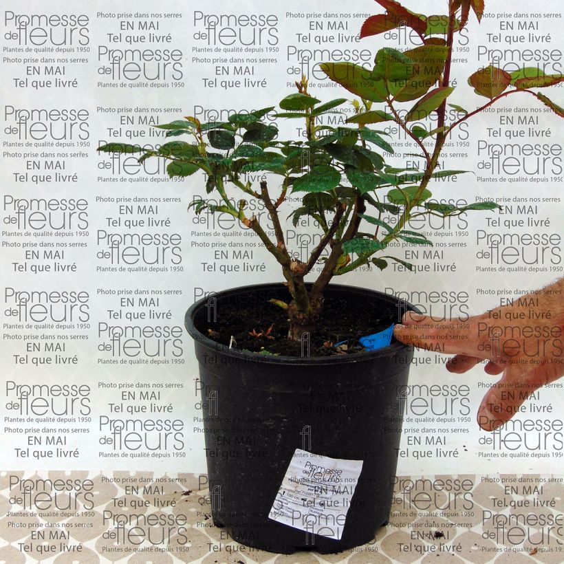 Example of Rosa Generosa 'Michel Jonasz' Shrub Rose specimen as delivered