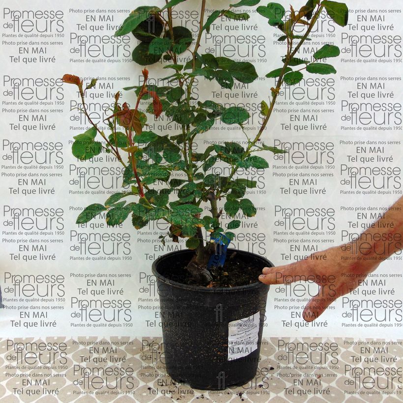 Example of Rosa Generosa Morabito - Shrub Rose specimen as delivered