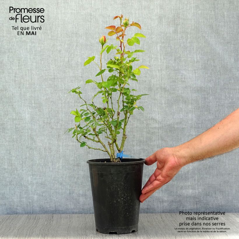 Rosa Generosa - 'Nelson Monfort' - Shrub Rose 4L/5L pot sample as delivered in spring
