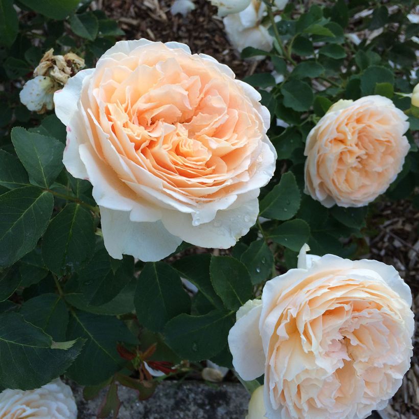 Rosa Generosa - 'Odile Masquelier' - Shrub Rose (Flowering)