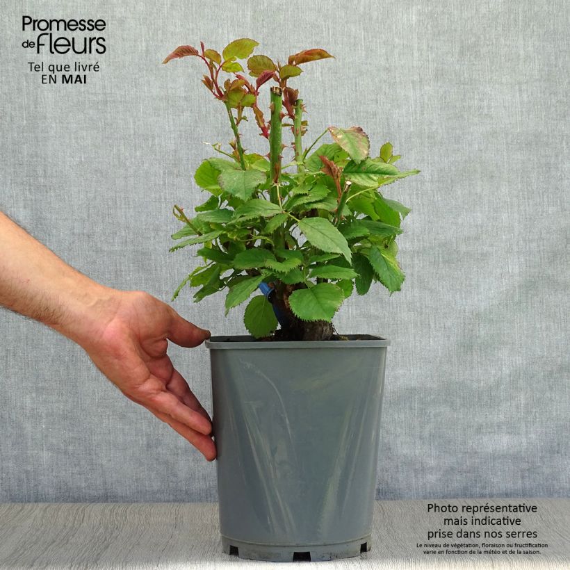 Rosa Generosa Paul Bocuse 4L/5L pot sample as delivered in spring