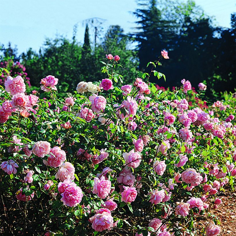 Rosa Generosa 'Sonia Rykiel' - Shrub Rose (Flowering)
