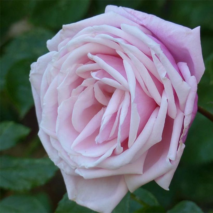 Rosa 'Blossomtime' (Flowering)