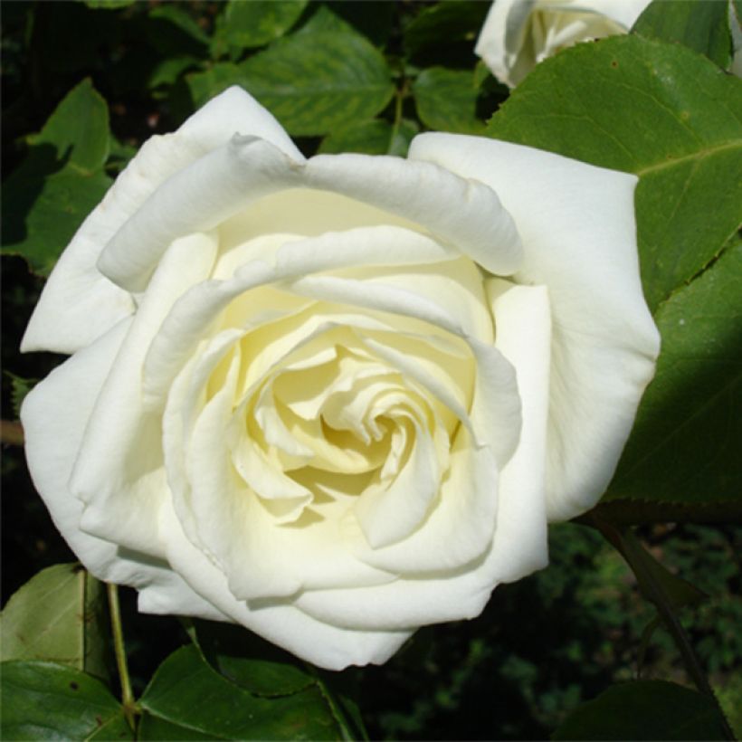 Rosa 'Paul's Lemon Pillar' - Climbing Tea Rose (Flowering)