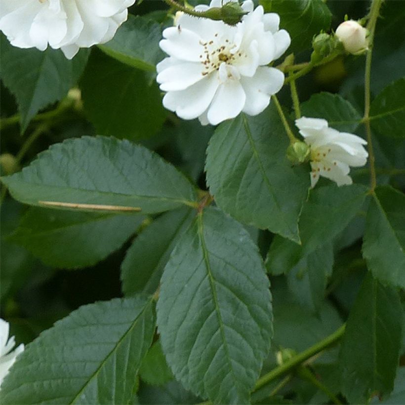 Rosa Guirlande d'Amour - Climbing Rose (Foliage)