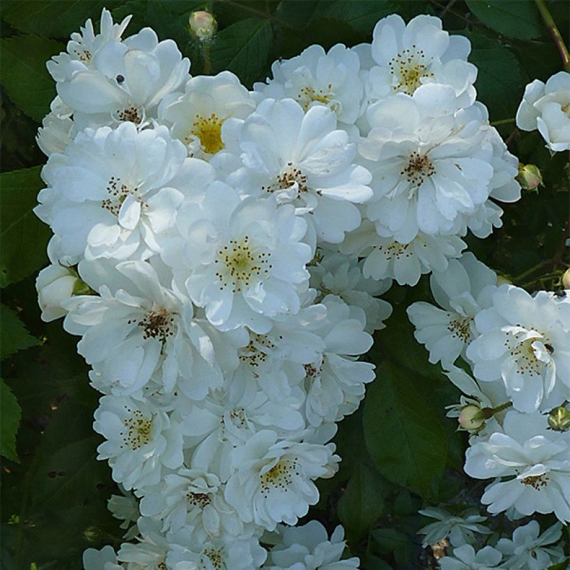 Rosa Guirlande d'Amour - Climbing Rose (Flowering)