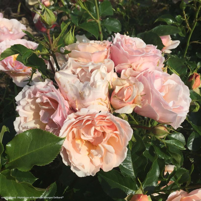 Rosa Jardin des Tuileries - Hybrid Tea Rose (Flowering)