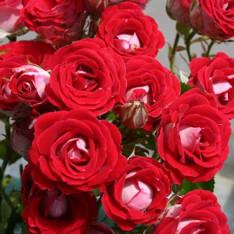 Rosa x polyantha 'Sans Contrainte' 'Anne Roumanoff' - Shrub Rose (Flowering)