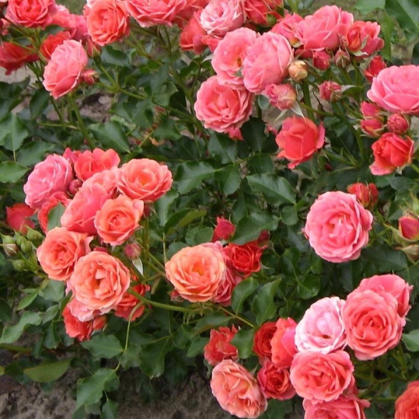 Rosa x polyantha - Lilliputs 'Mandarin' - Miniature Rose (Foliage)
