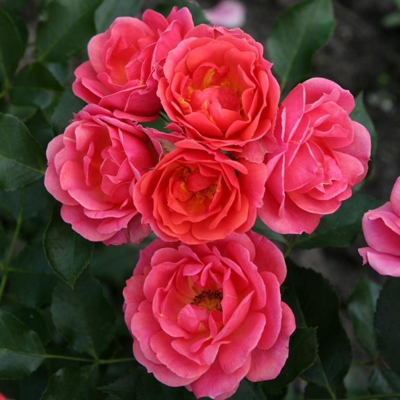 Rosa x polyantha - Lilliputs 'Mandarin' - Miniature Rose (Flowering)