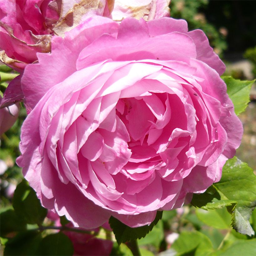 Rosa Reine Victoria - Bourbon Rose (Flowering)