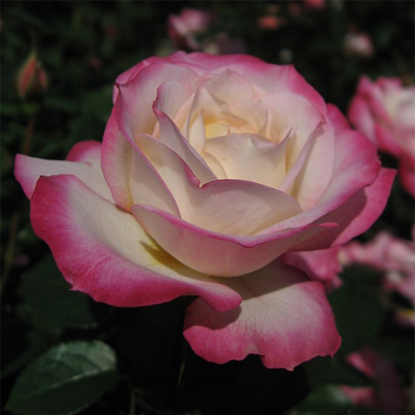 Rosa x floribunda Laminuette (Flowering)