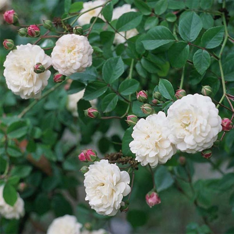 Rosa Felicité et Perpétue - Climbing Rose (Flowering)