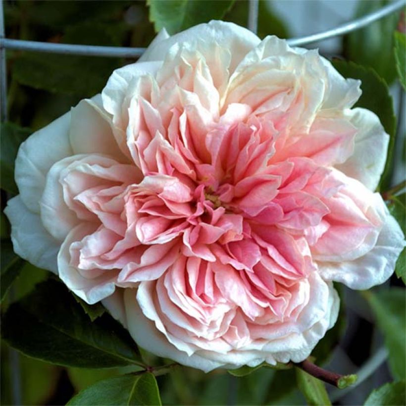 Rosa x wichuraiana 'Paul Noel' - Rambling Rose (Flowering)