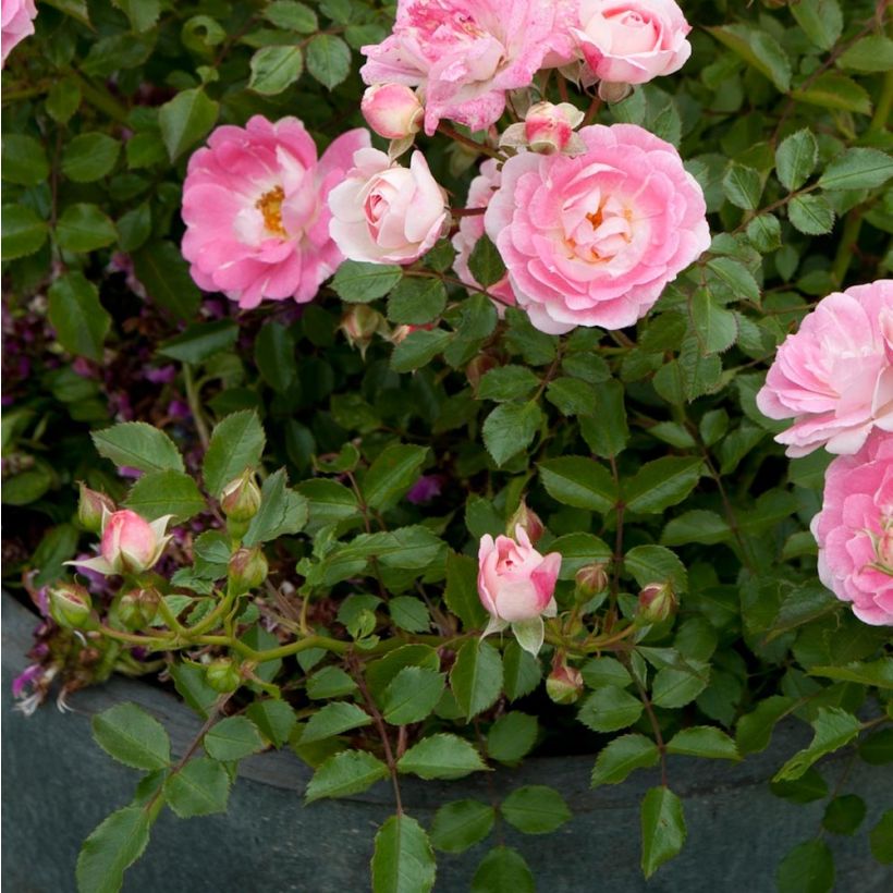 Rosa Lilliputs - Flirt 2011 - Miniature Rose (Foliage)