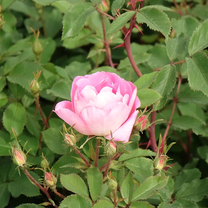 Rosa 'Pink Chantilly' - Shrub Rose (Flowering)