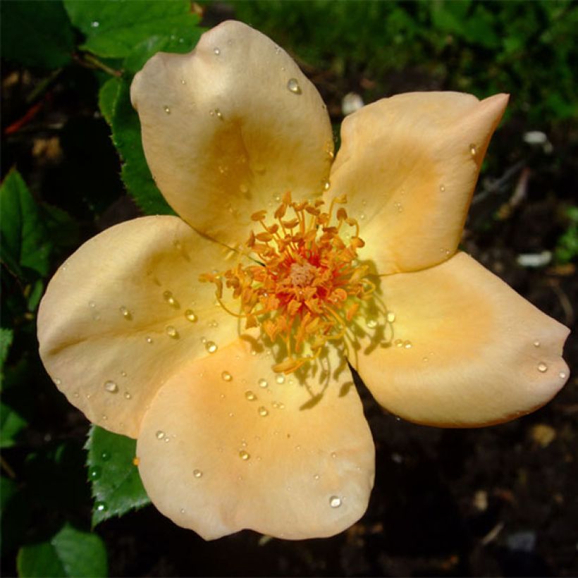 Rosa Mrs Oakley Fisher - Hybrid Tea (Flowering)