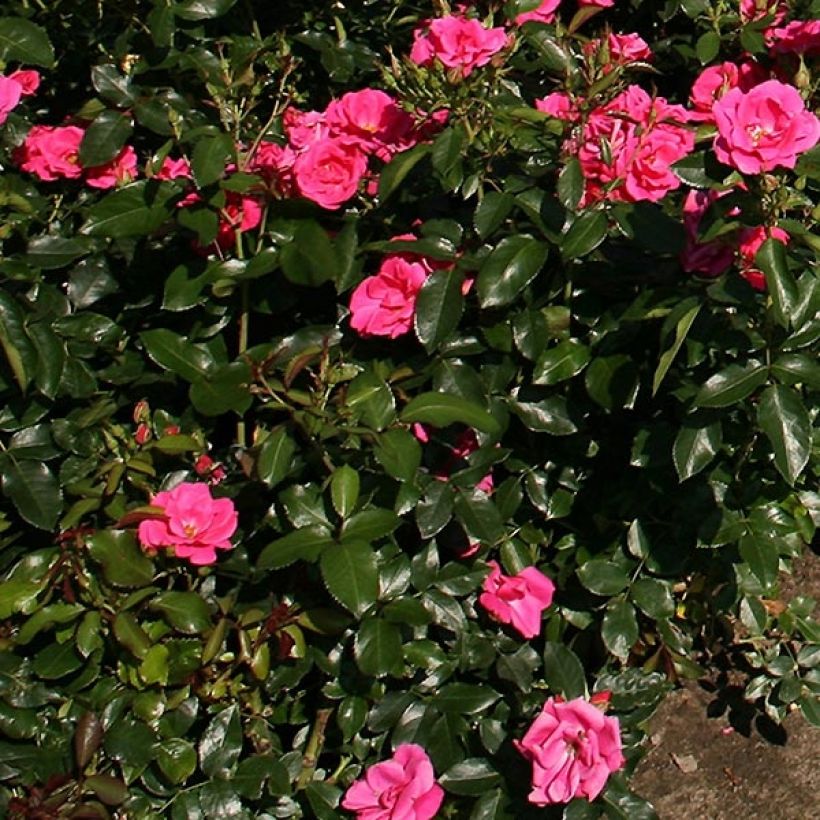 Rosa Chabadabada - Shrub Rose (Foliage)