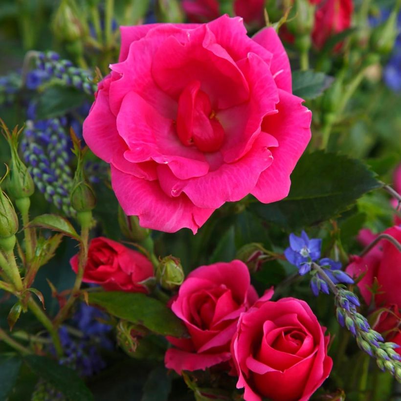 Rosa Chabadabada - Shrub Rose (Flowering)