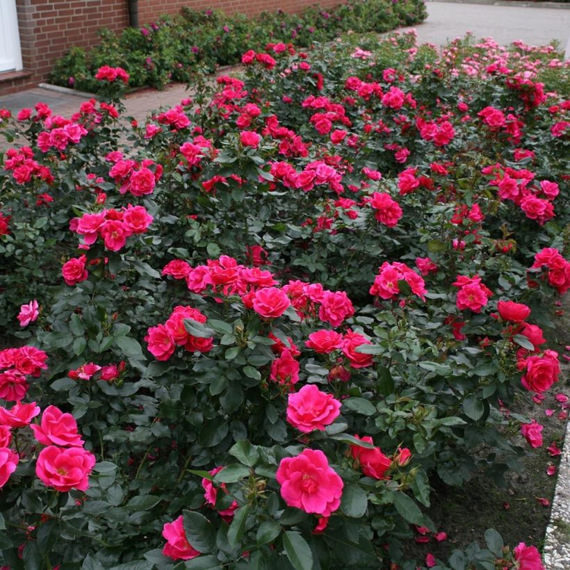 Rosa Chabadabada - Shrub Rose (Plant habit)