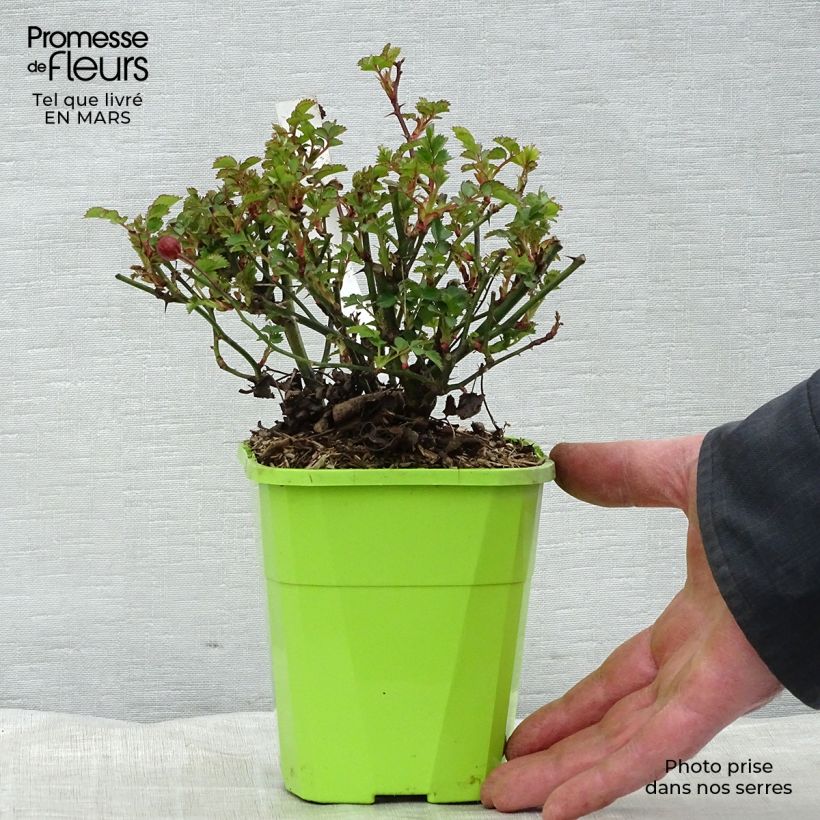 Rosa 'Alexander von Humboldt' - Shrub Rose 3L/4L pot sample as delivered in winter
