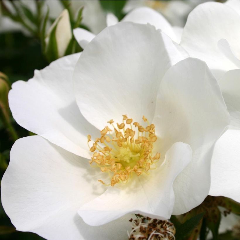 Rosa x polyantha Nectar Garden Escimo  - Shrub Rose
 (Flowering)