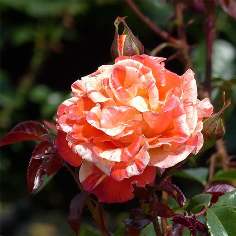 Rosa Oranges and Lemons - Floribunda Rose (Flowering)