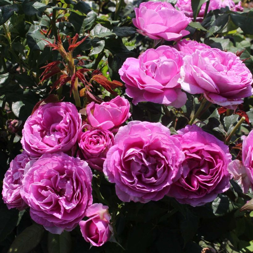 Rosa Parfuma Catherine de Medicis - Floribunda Rose (Flowering)