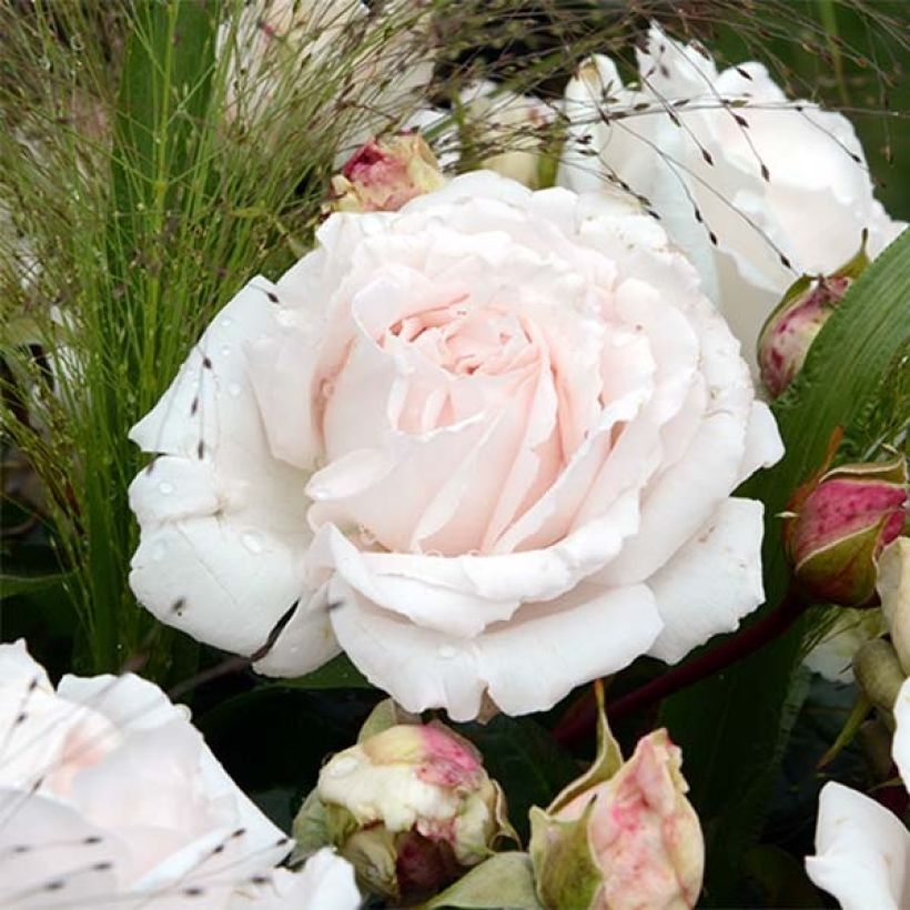 Rosa x floribunda PARFUMA Constance Mozart - Floribunda Rose (Flowering)