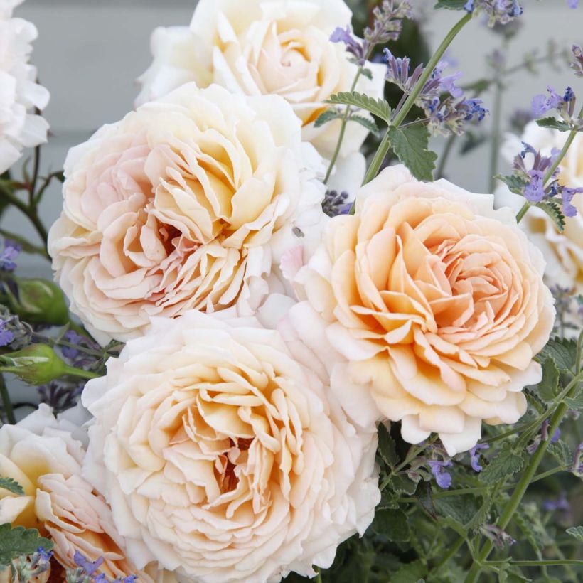 Rosa x Thé PARFUMA - 'Grande Duchesse Louise' - Hybrid Tea Rose (Flowering)