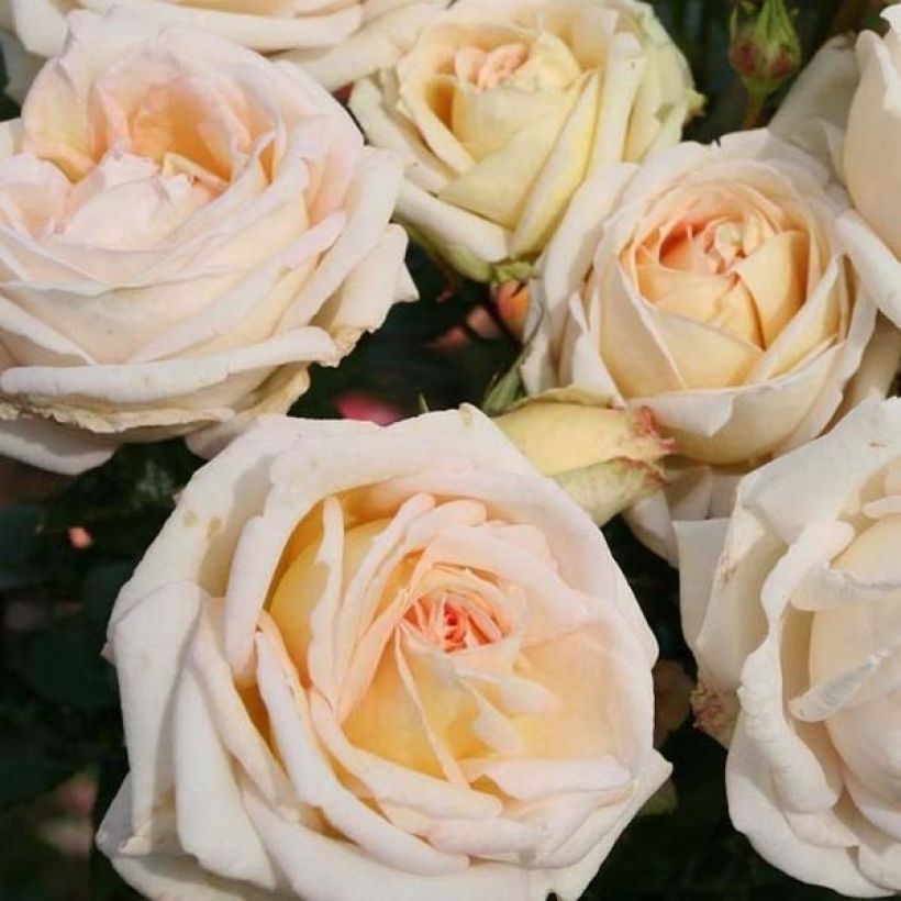 Rosa x Thé - Parfuma 'Madame Anisette' - Hybrid Tea Rose (Flowering)