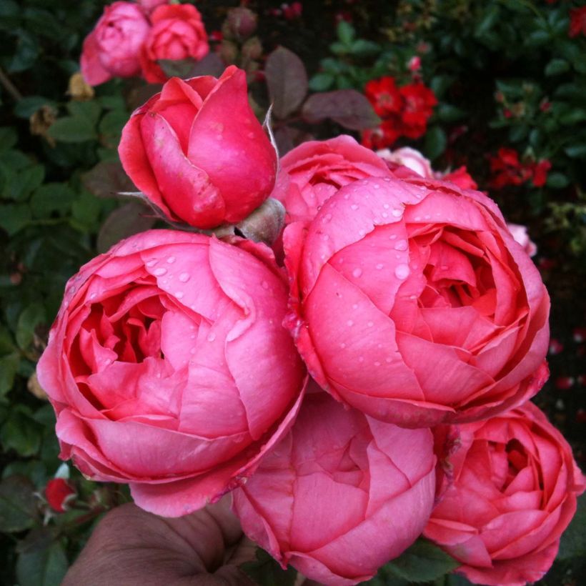 Rosa x floribunda Parfuma 'Princesse de Jardin Marie José' - Floribunda Rose (Flowering)