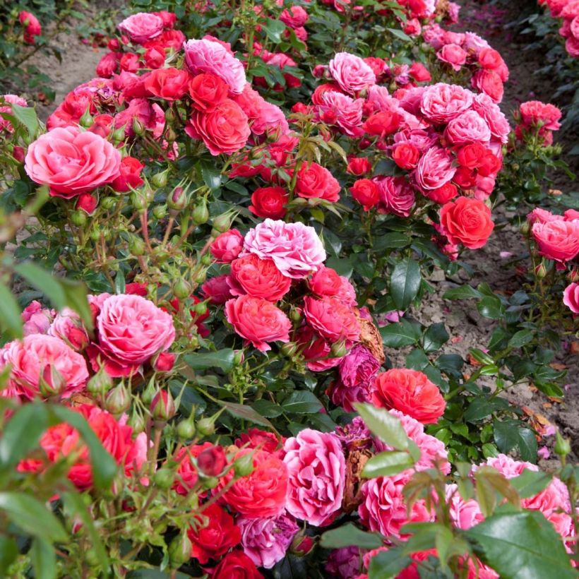 Rosa x floribunda 'Cherry Girl' - Patio Rose (Plant habit)