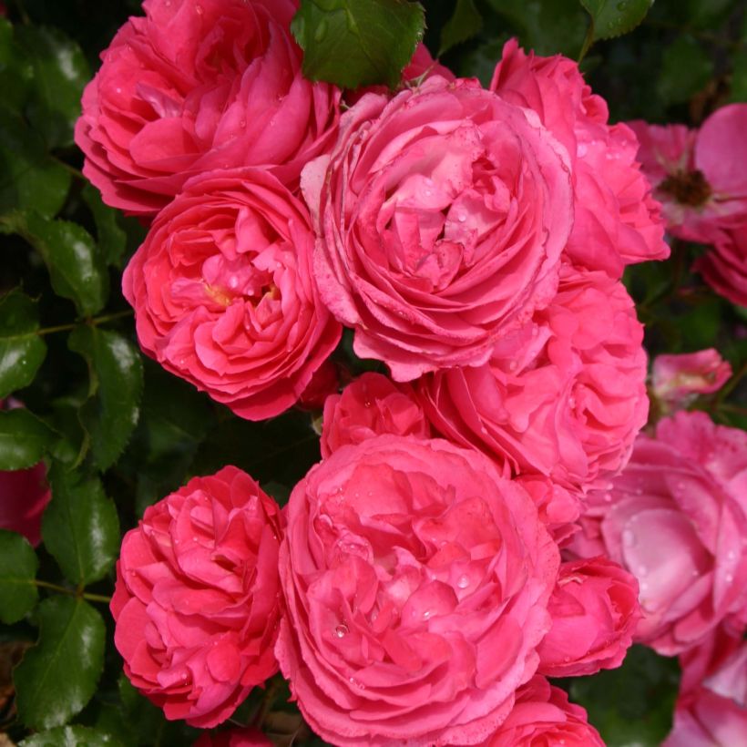 Rosa x floribunda 'Moin Moin' - Patio Rose (Flowering)