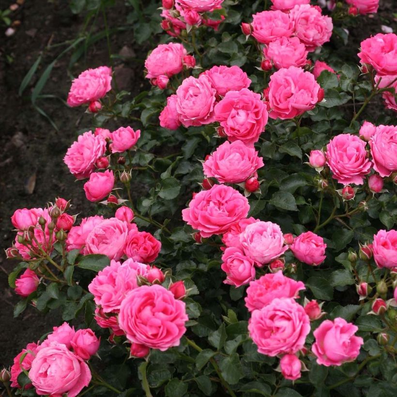 Rosa x floribunda 'Moin Moin' - Patio Rose (Plant habit)