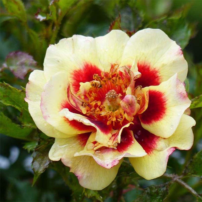 Rosa x persica 'Pastel Babylon Eyes' - Miniature Rose (Flowering)
